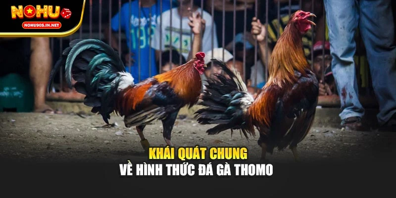 Khái quát chung về hình thức đá gà Thomo 