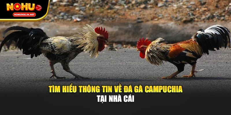 Tìm hiểu thông tin về đá gà Campuchia tại nhà cái